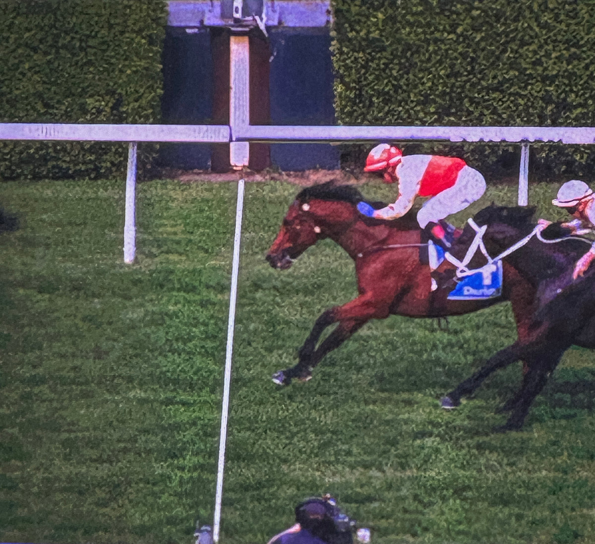 About – Steed